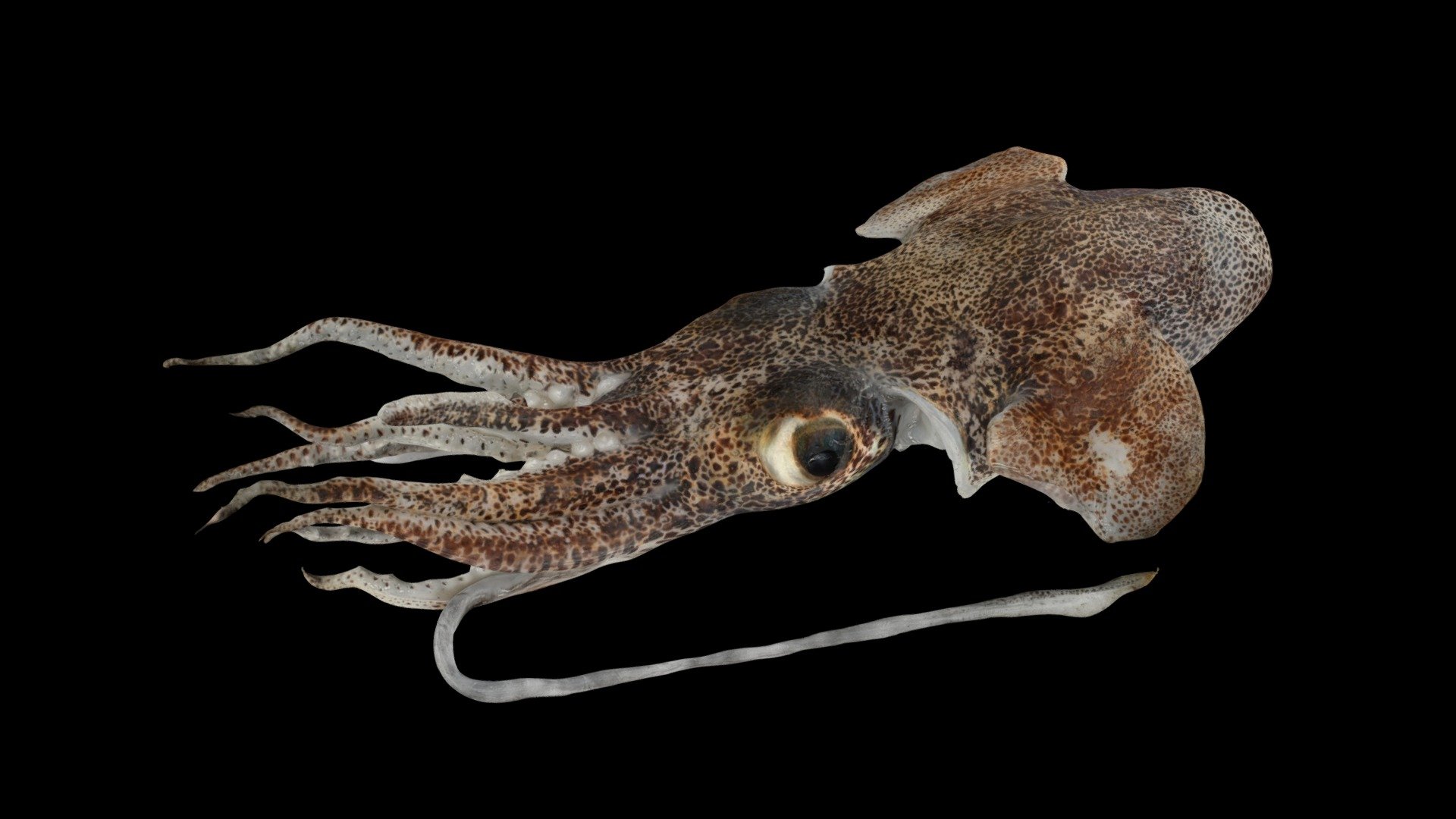 ミミイカ 🦑 Morses Bobtail Squid, Euprymna morsei 3d model