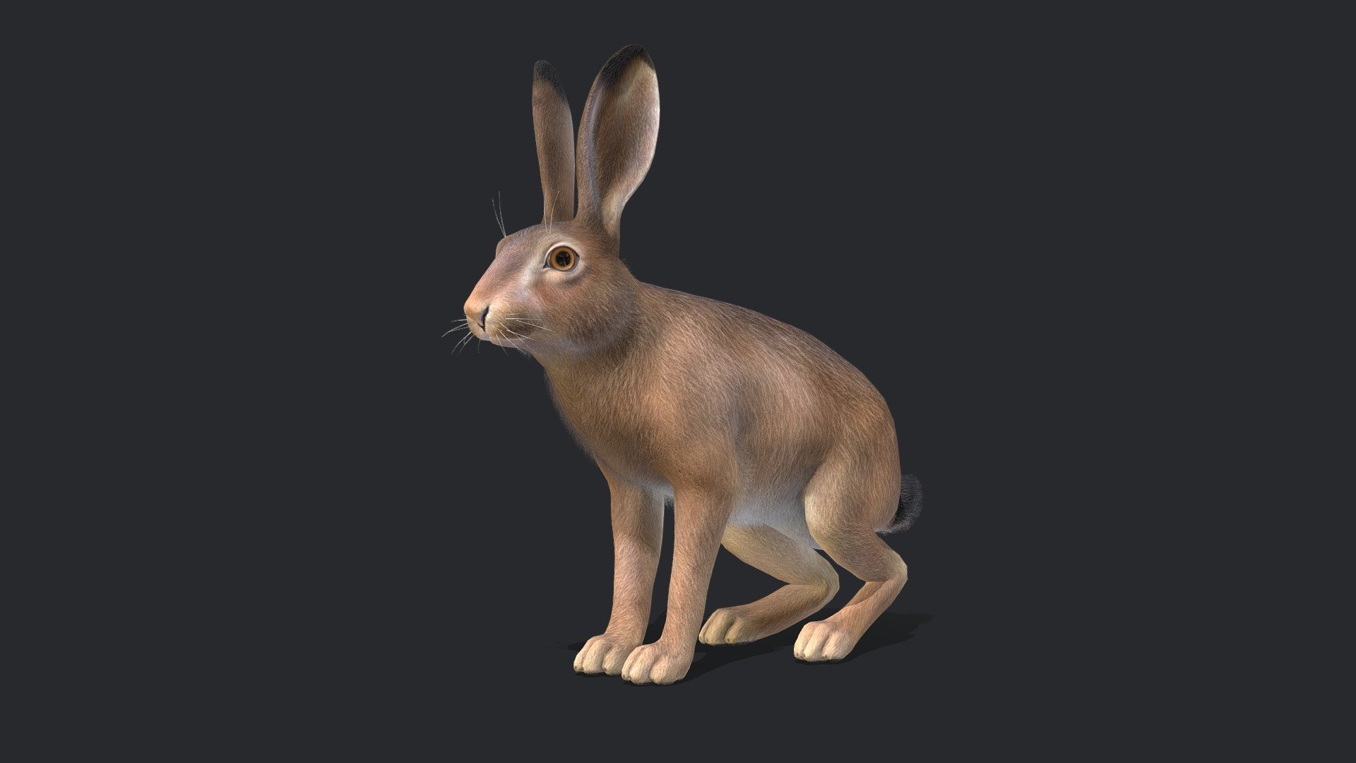 Hare 3d model