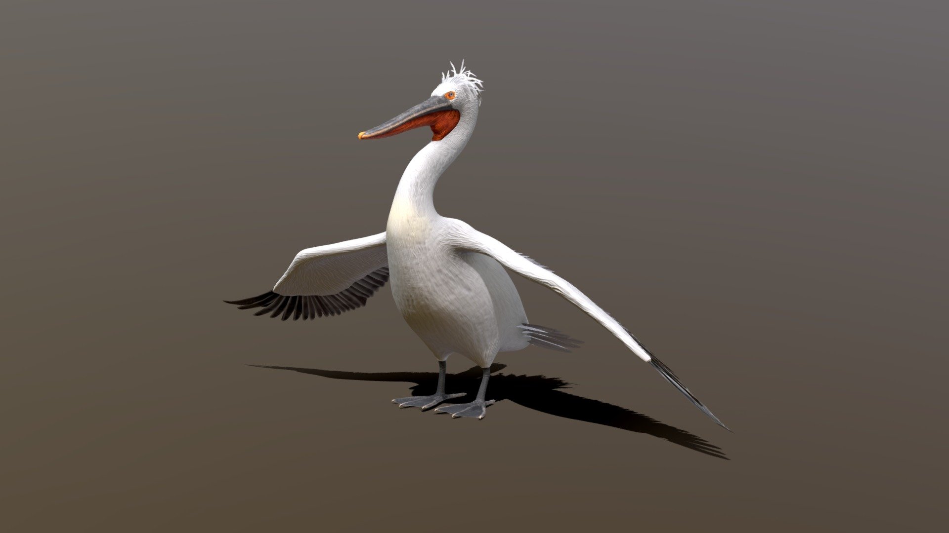 Dalmatian or Silver Pelican (Pelecanus crispus) 3d model