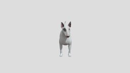 Dog Bull Terrier