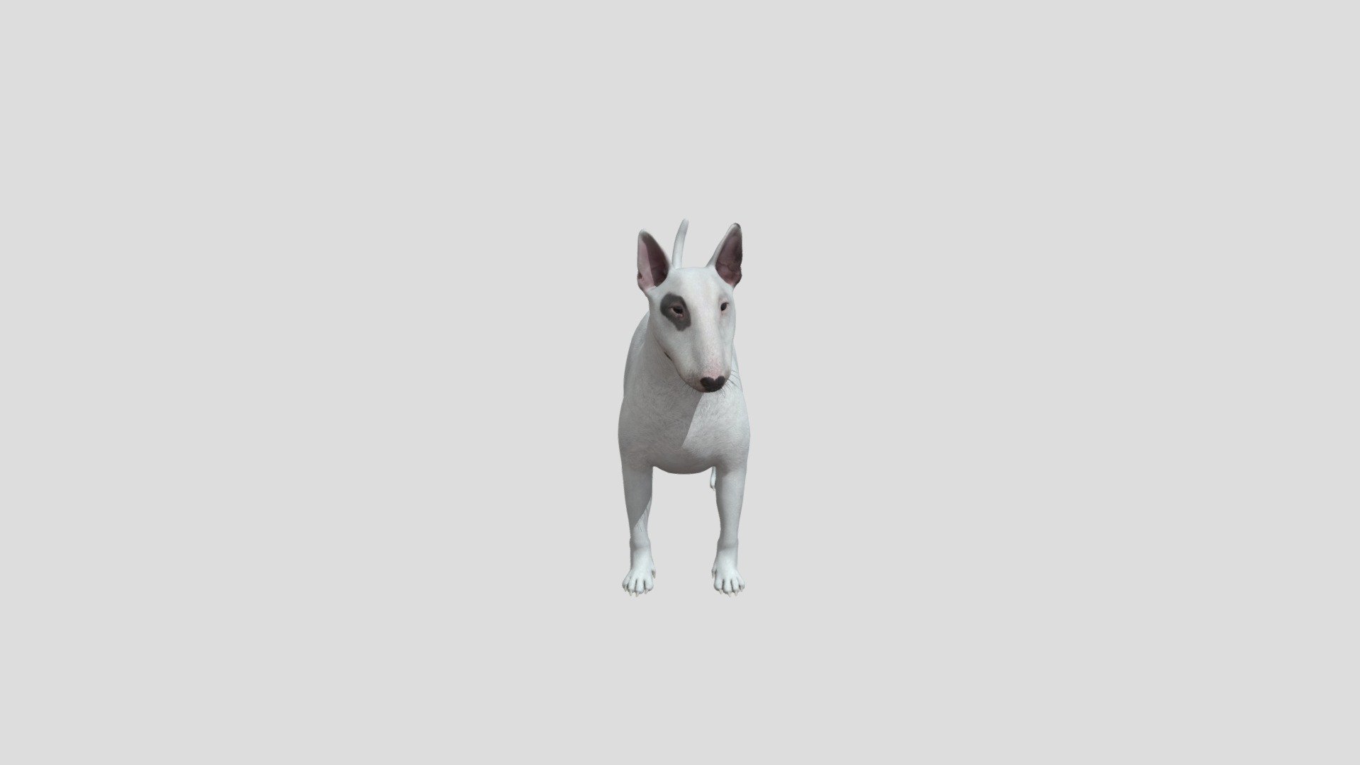 Dog Bull Terrier 3d model