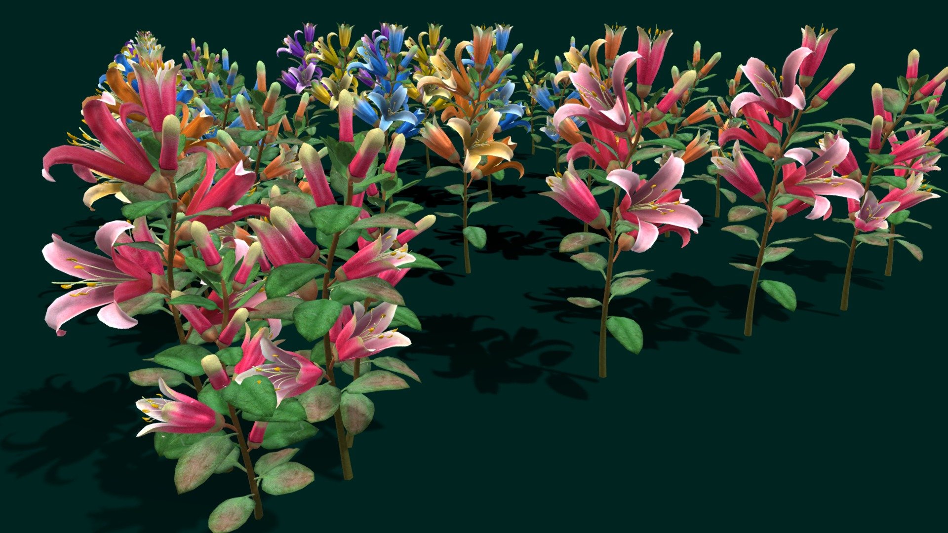 Flower Correa Reflexa 3d model