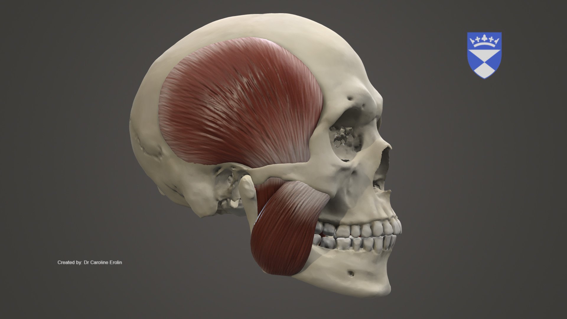 Muscles of Mastication 3d model