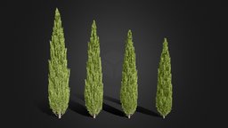 Cypres/Thuja Trees