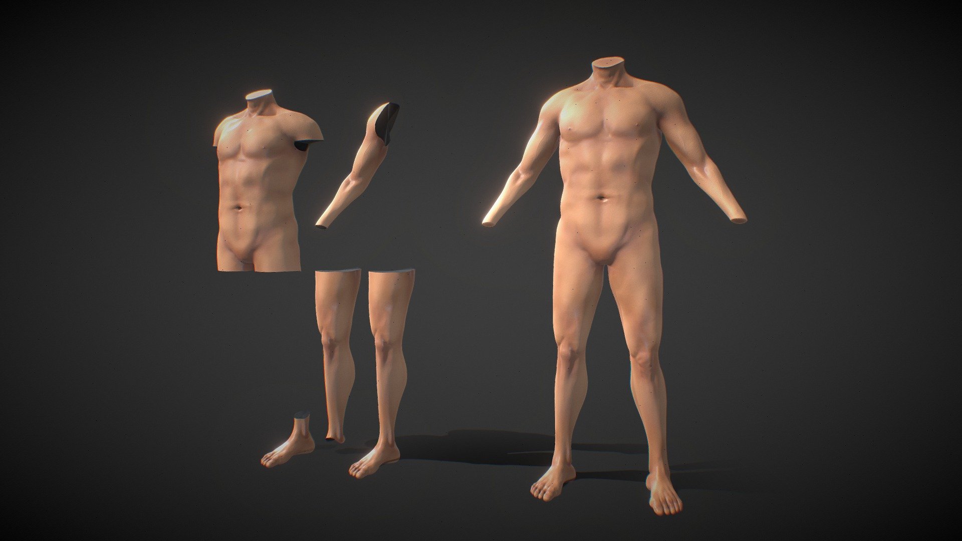 Fit Male Anatomy 3d model