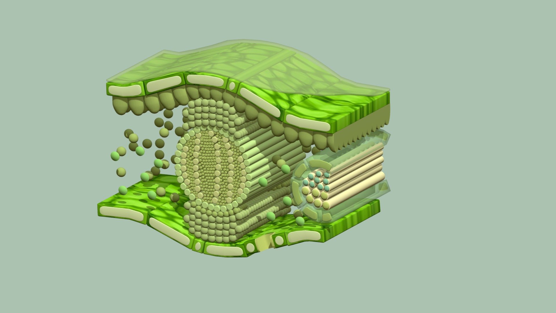 Cellular structure of the leaf 3d model