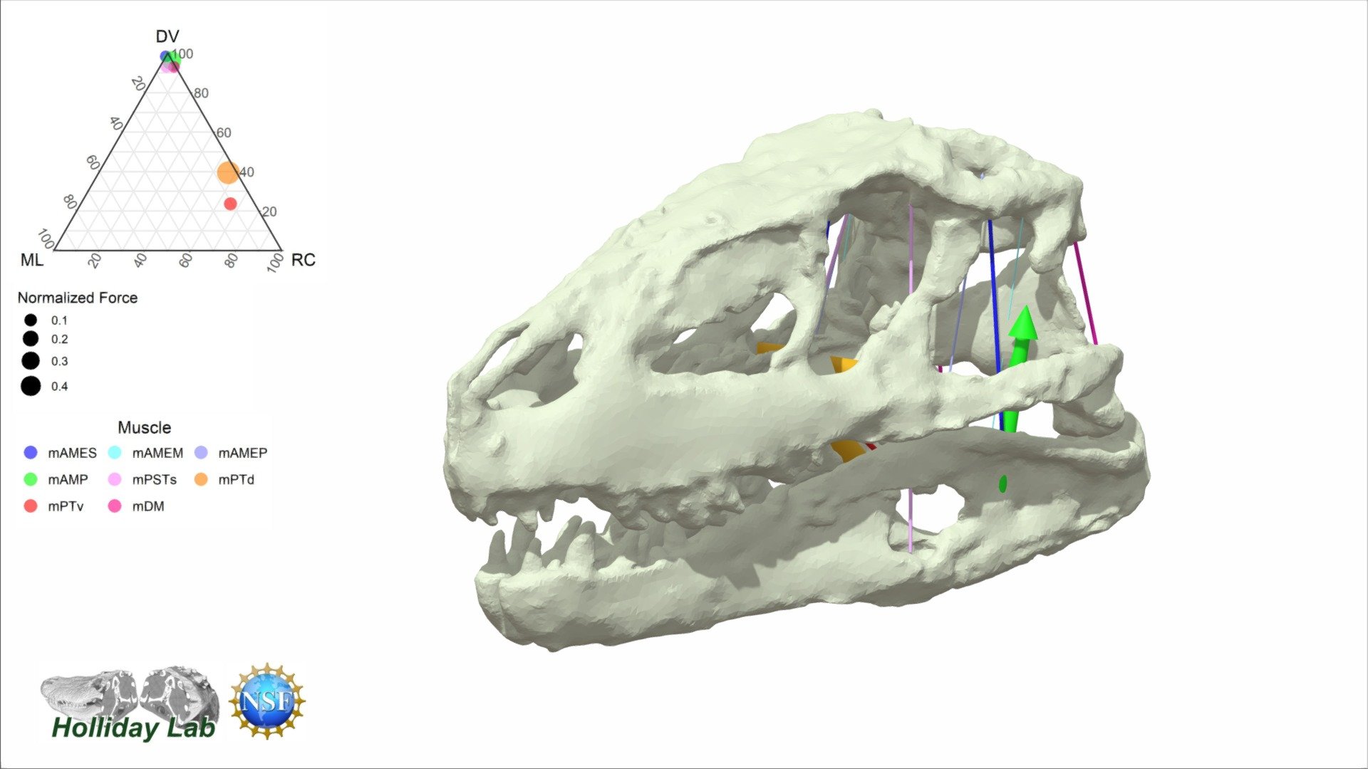 3D Jaw Muscles of Prestosuchus chiniquensis 3d model