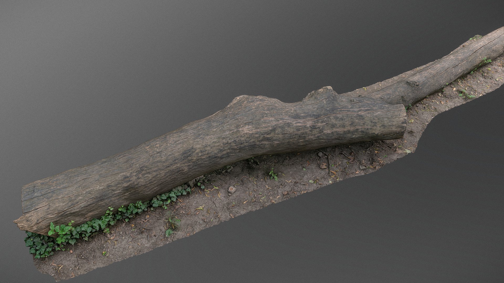 Ivy trunk 3d model