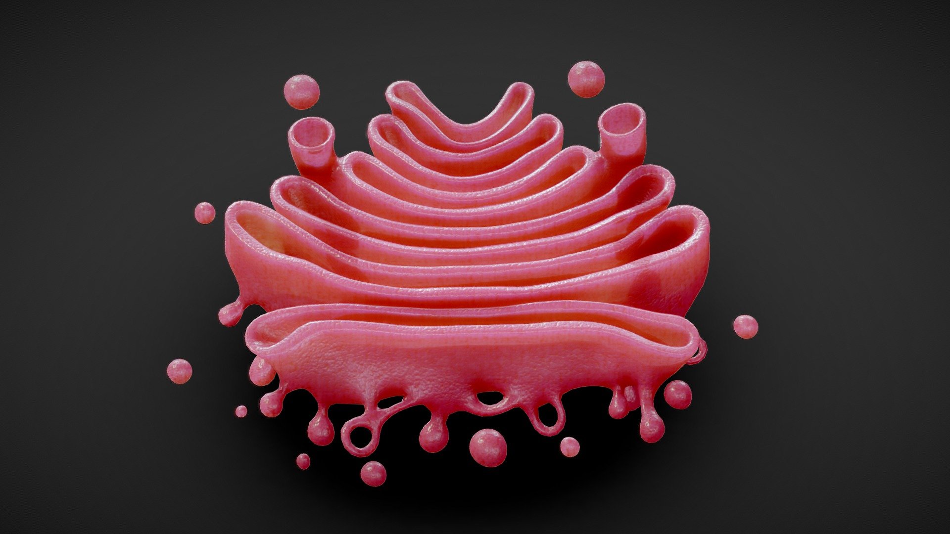 Golgi Apparatus Anatomy 3d model