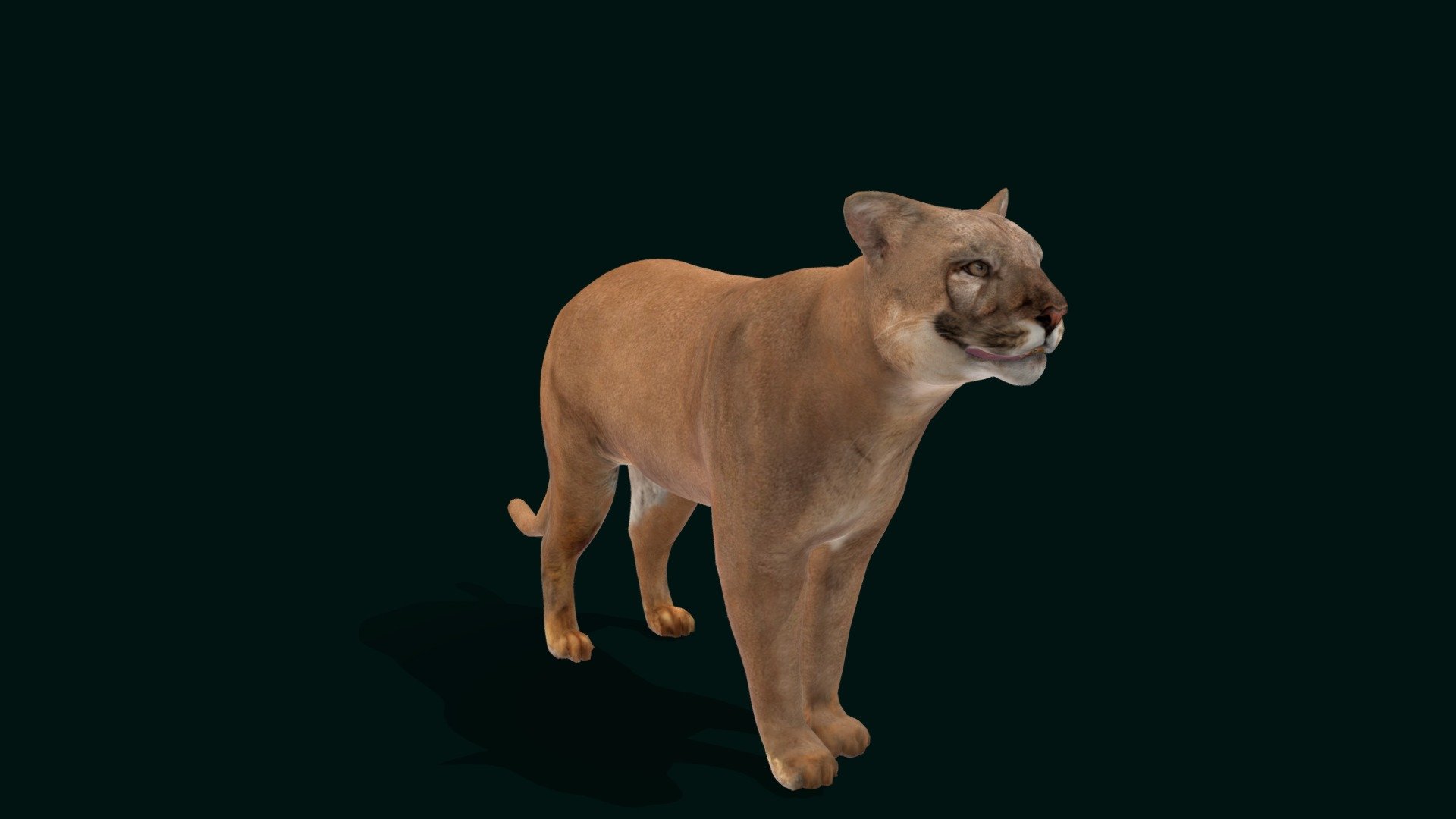 Florida Panther Cougar (Endangered) 3d model