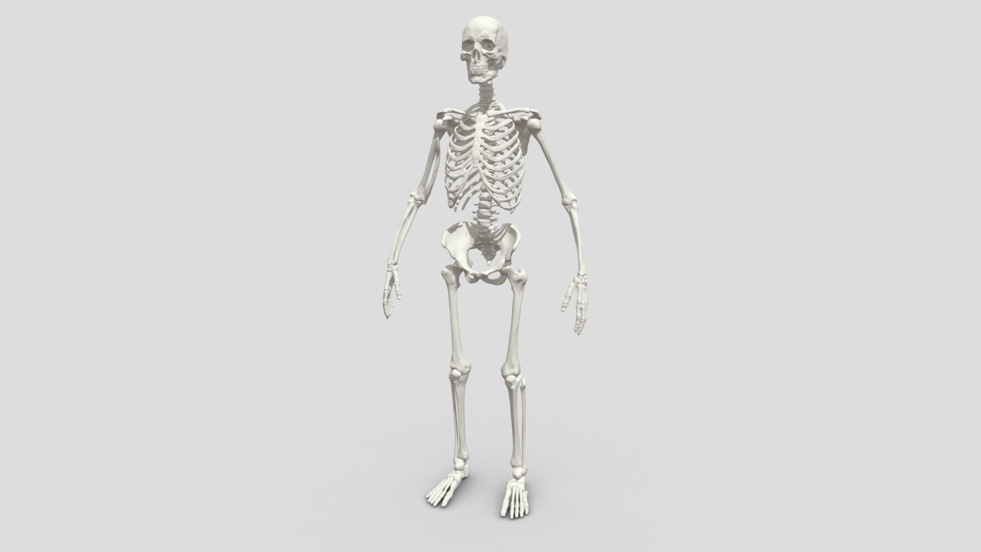 Human Skeleton 3d model