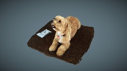 Zoie a "maltipoo": 3D scan by QuickPic3D QP104HR