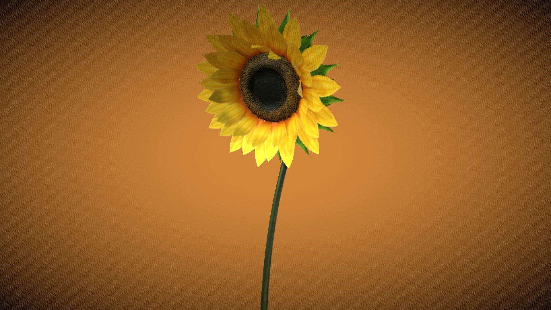 Sunflower 3d model