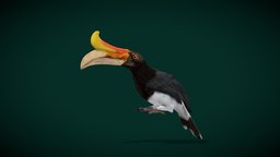 Rhinoceros Hornbill Bird (Endangered)