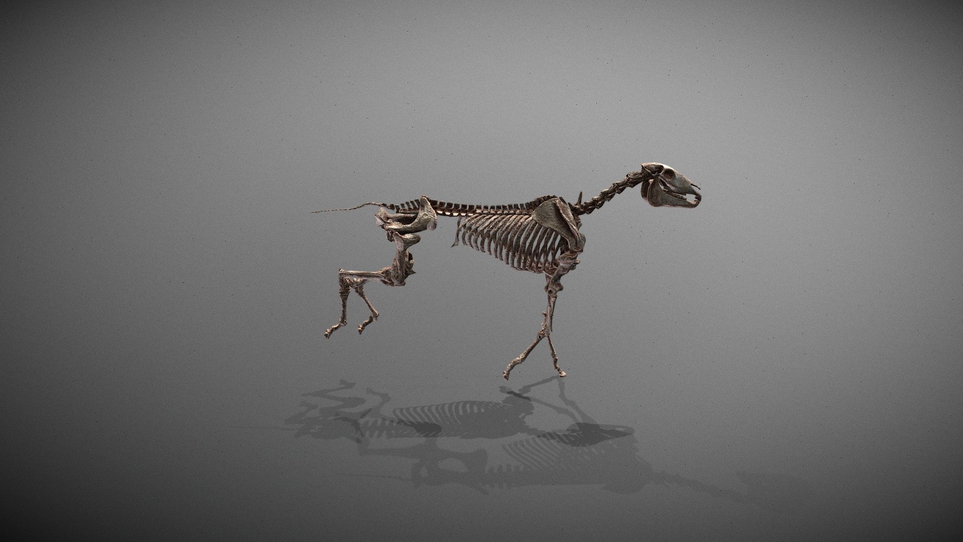 Horse_skeleton_ecorche 3d model