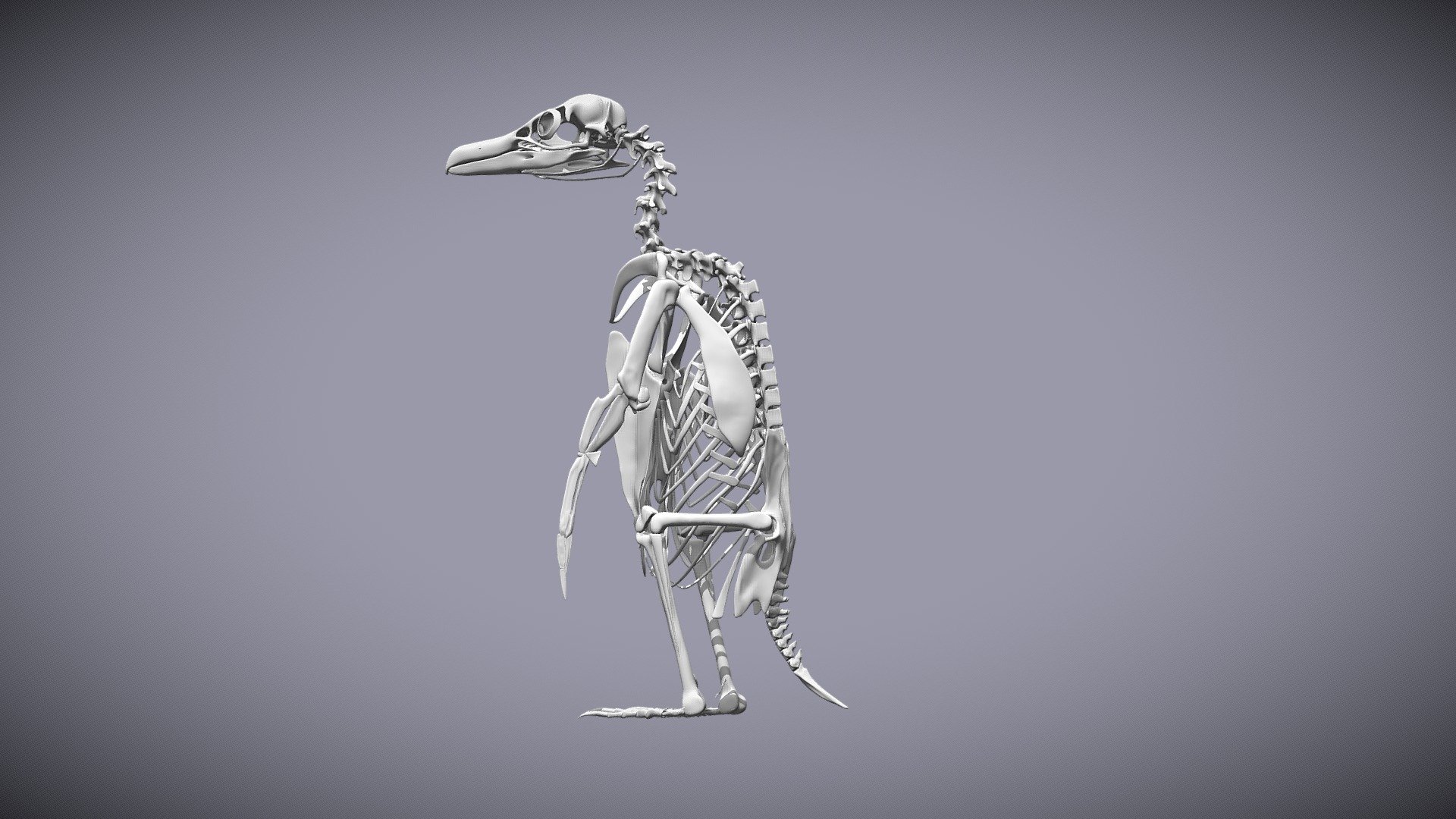 Magellanic Penguin Skeleton 3d model