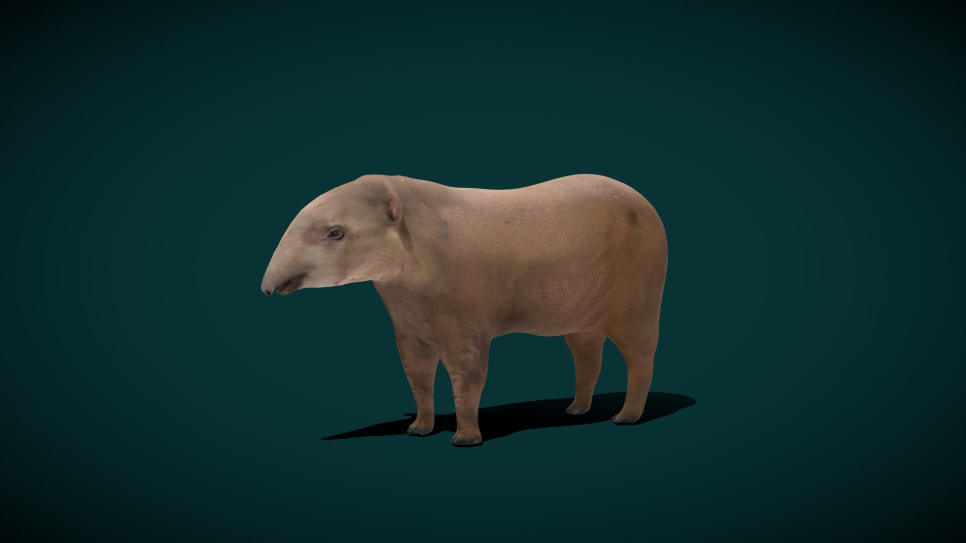 Lowland Tapir FeMale Animal (Endangered) 3d model