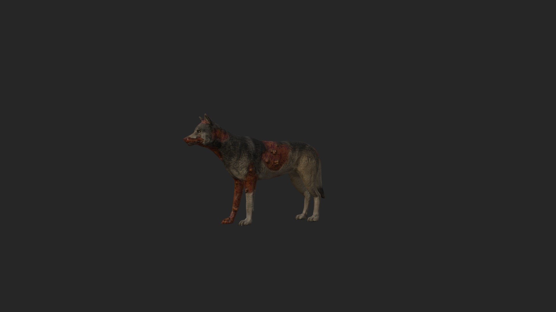 Wolf_diseased 3d model