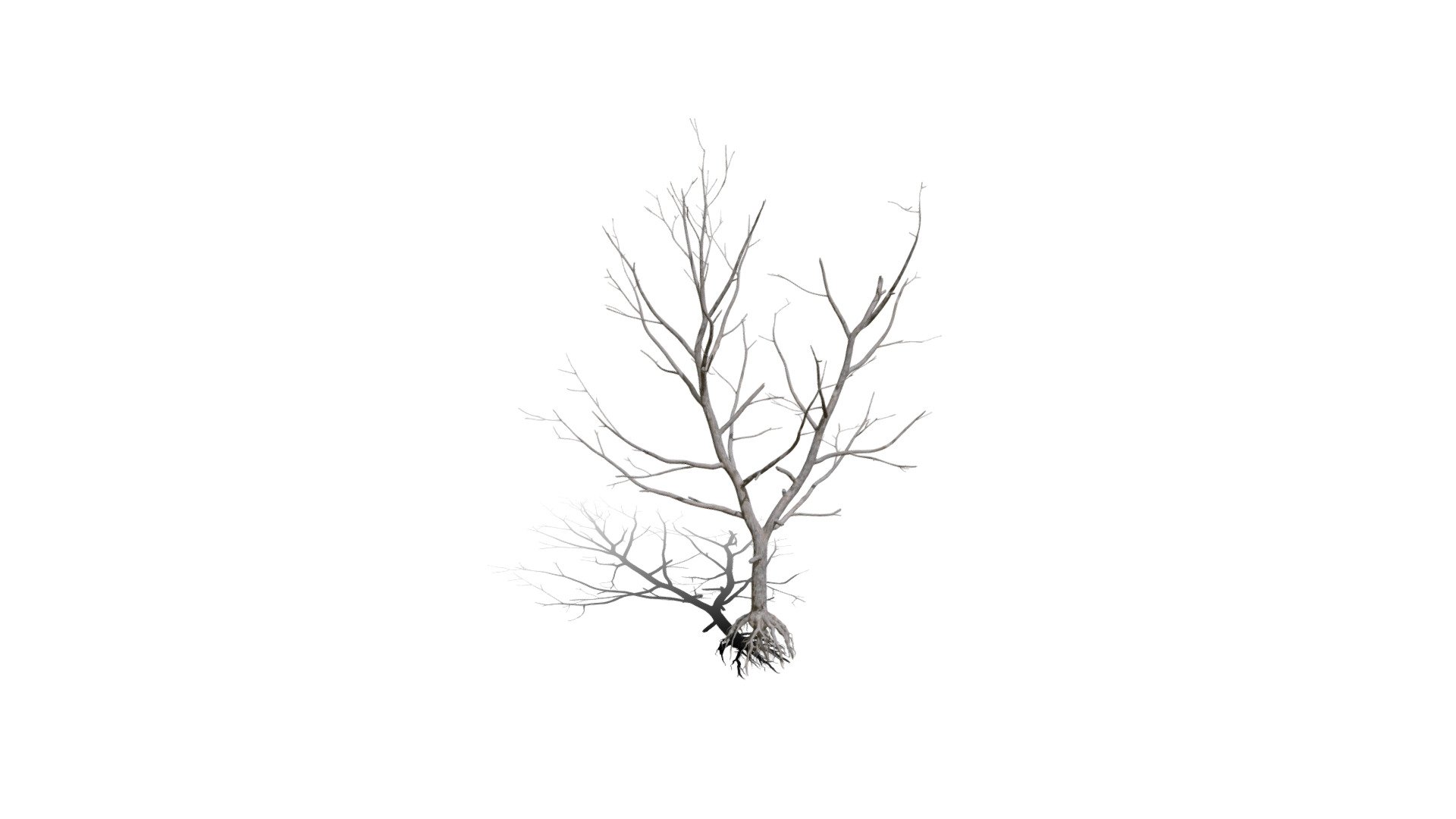 Realistic HD Northern red oak (128/138) 3d model