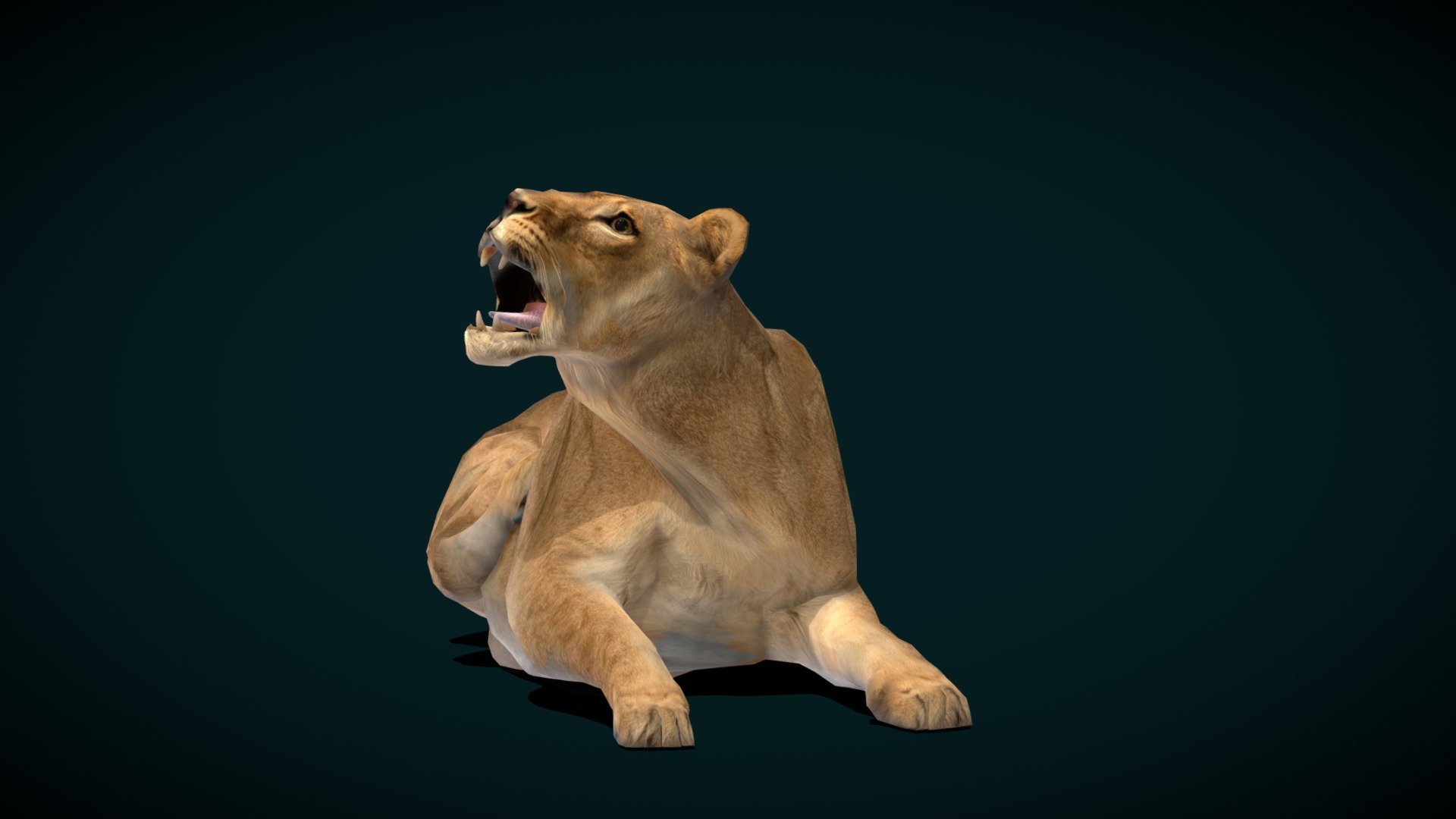 Female Southern African Lion (Endangered) 3d model