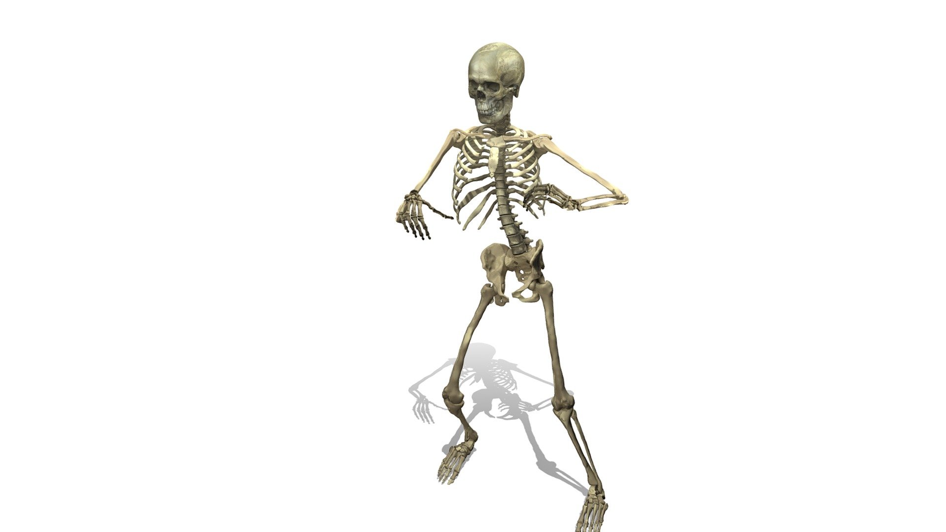 SKELETON 3d model