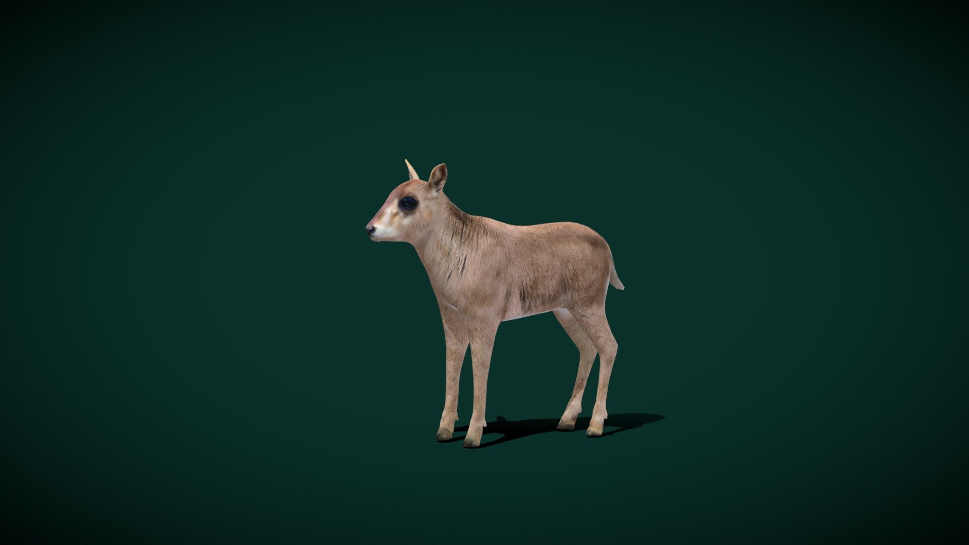 Sable Antelope Calf (Lowpoly) 3d model