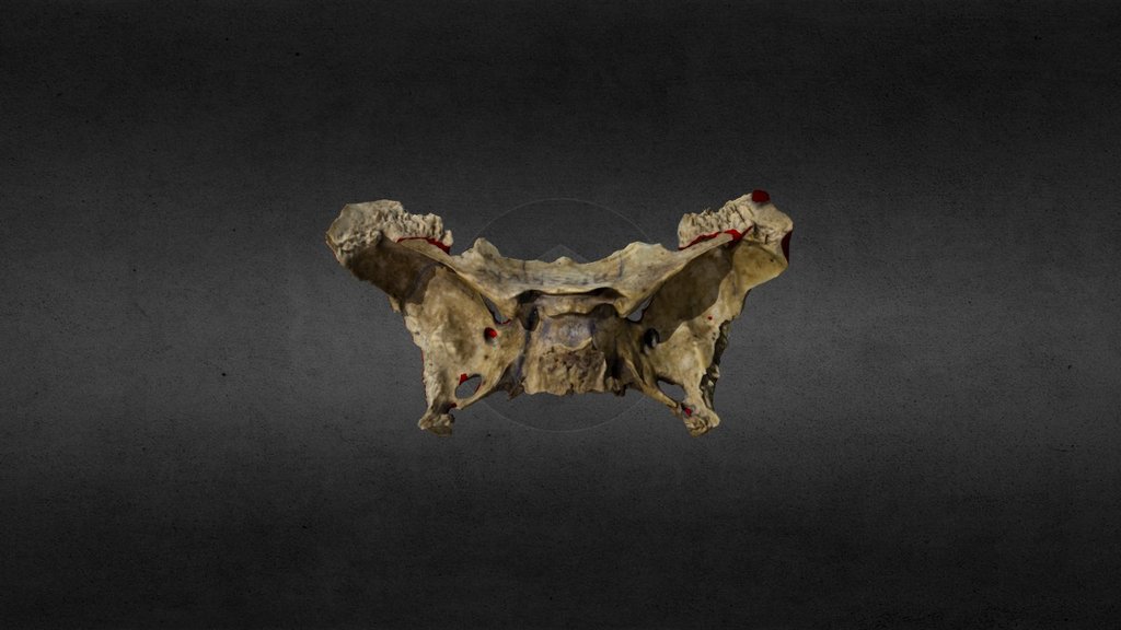 Sphenoid Bone 3d model