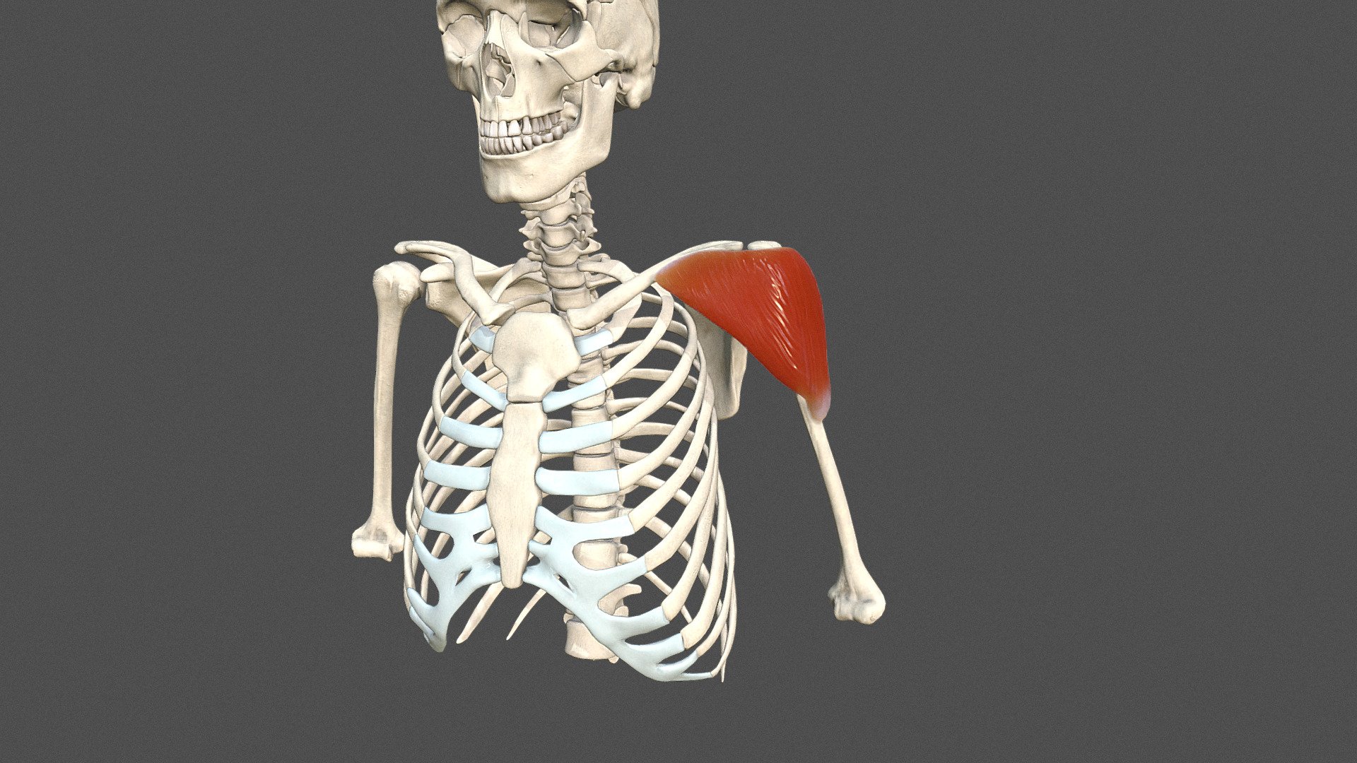 Deltoid Muscle 3d model