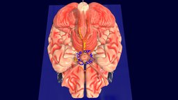 Circle of willis brain labelled