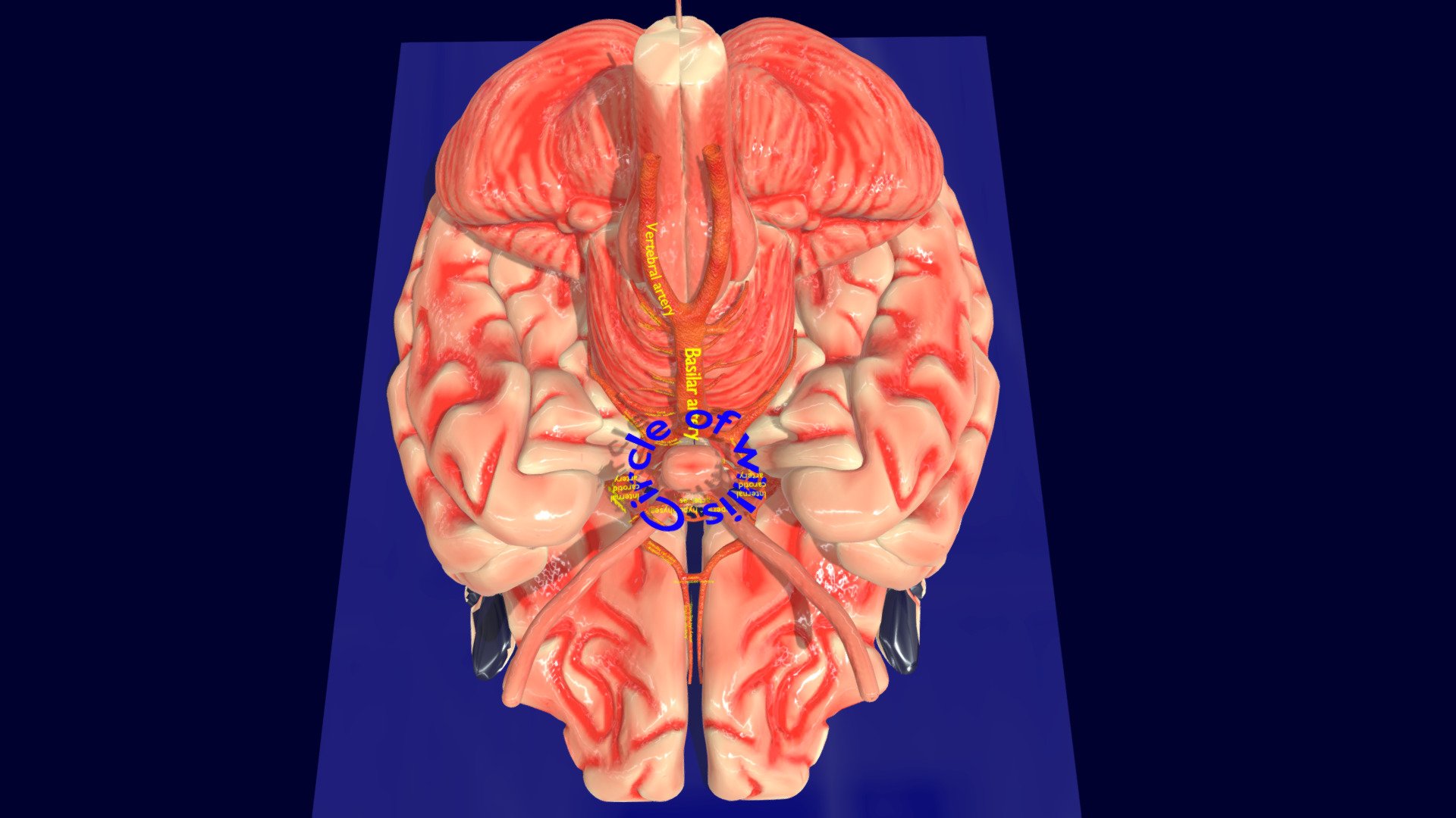 Circle of willis brain labelled 3d model