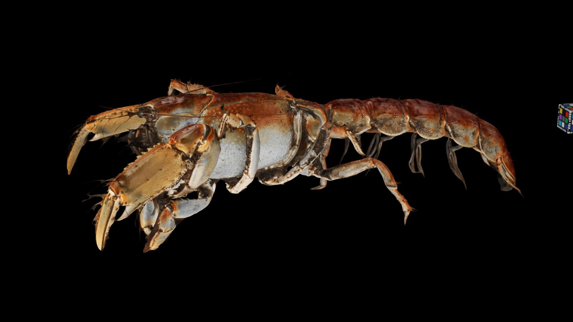 オキナワアナジャコ 🦐 Mangrove Lobster, T. anomala 3d model