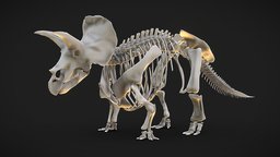 Triceratops Skeleton