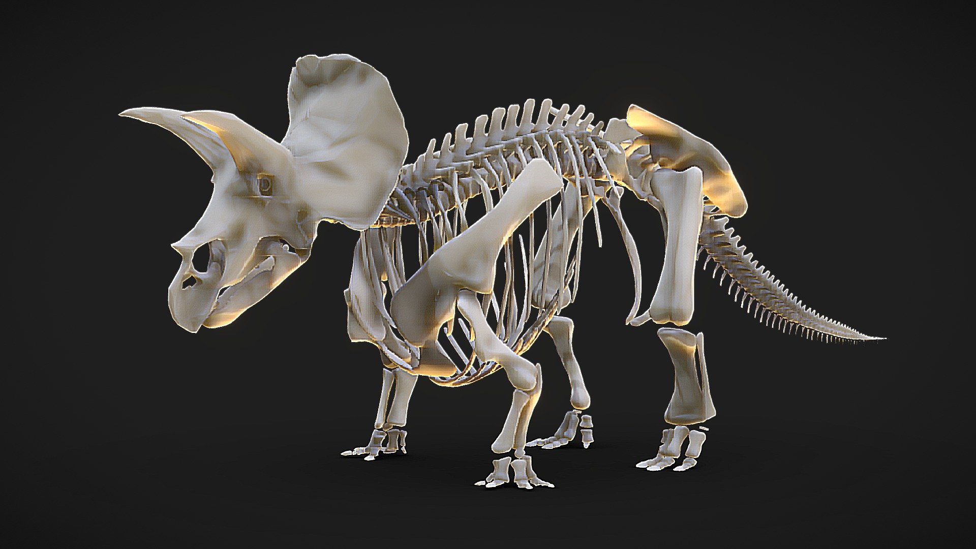 Triceratops Skeleton 3d model