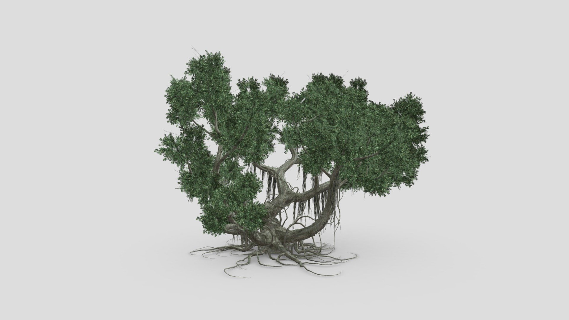 Chinese Banyan Tree-S5 3d model