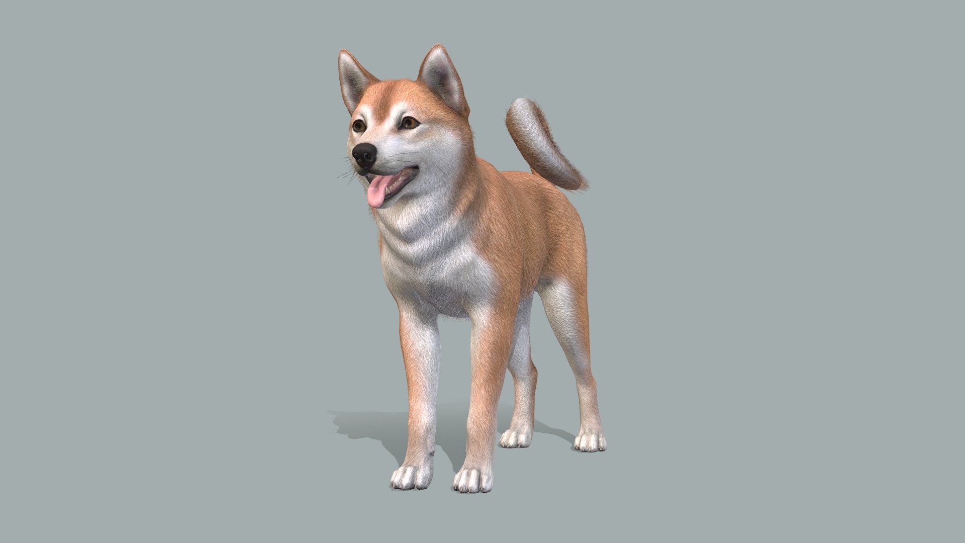 Dog 3d model