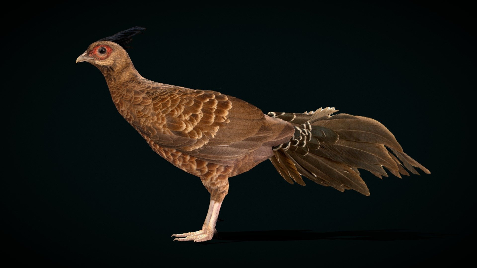 Nepal Kalij Pheasant Bird (Lowpoly) 3d model