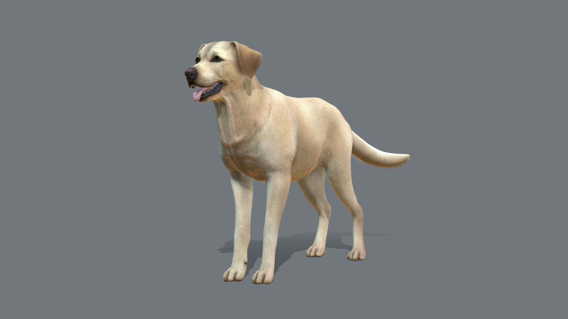 Dog 3d model