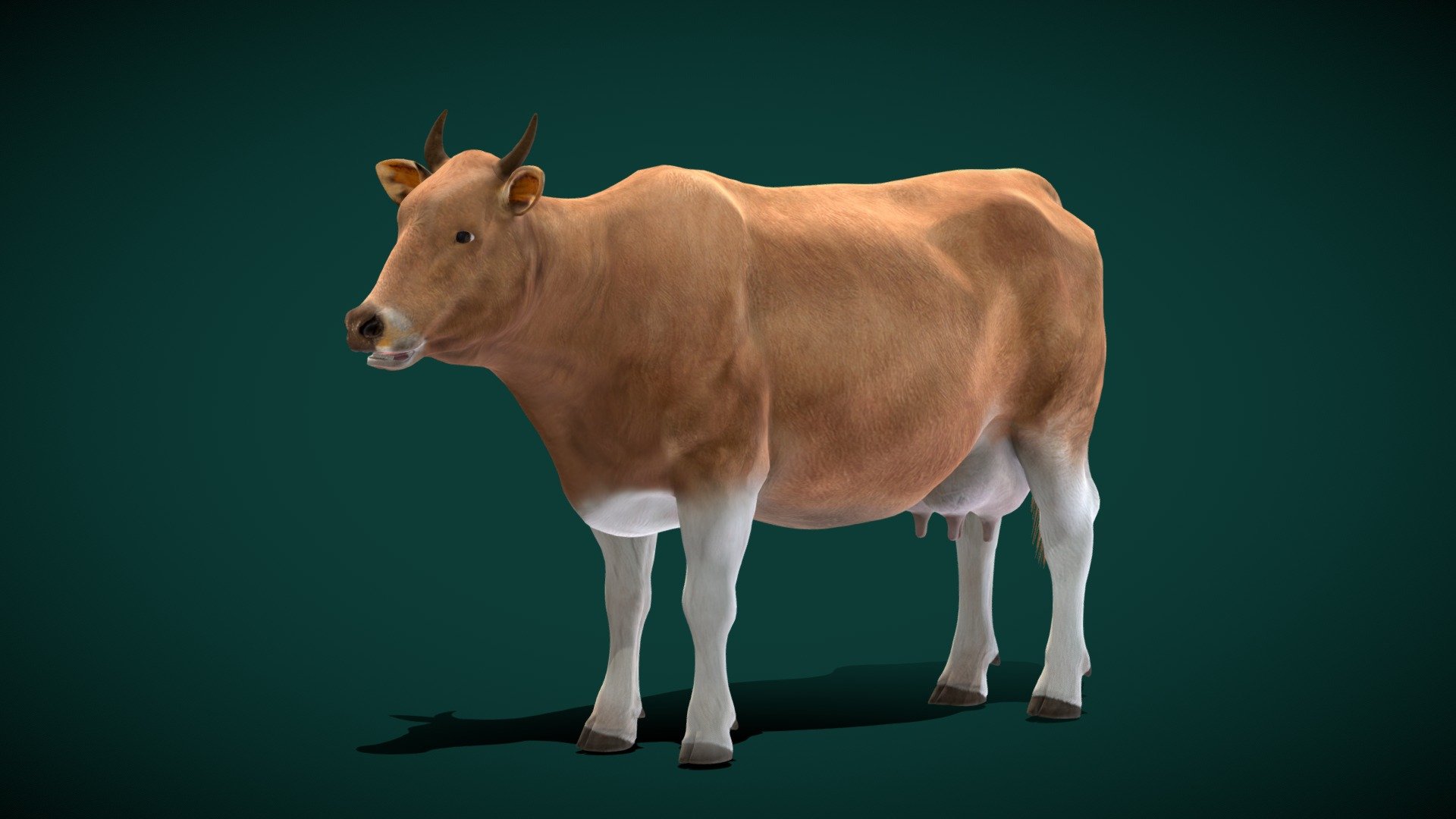 Javan Banteng Cattle (Endangered) 3d model