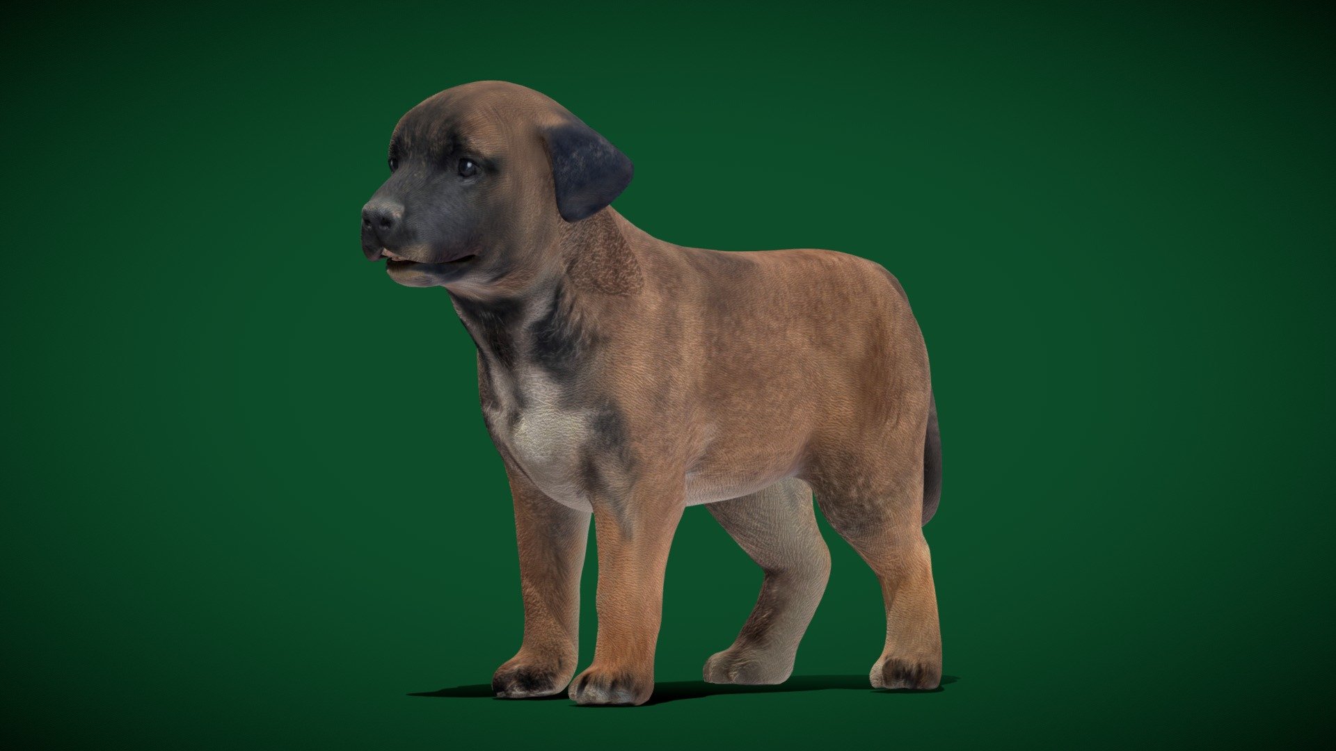 Belgian Shepherd Puppy Dog 3d model