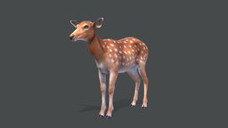 Deer