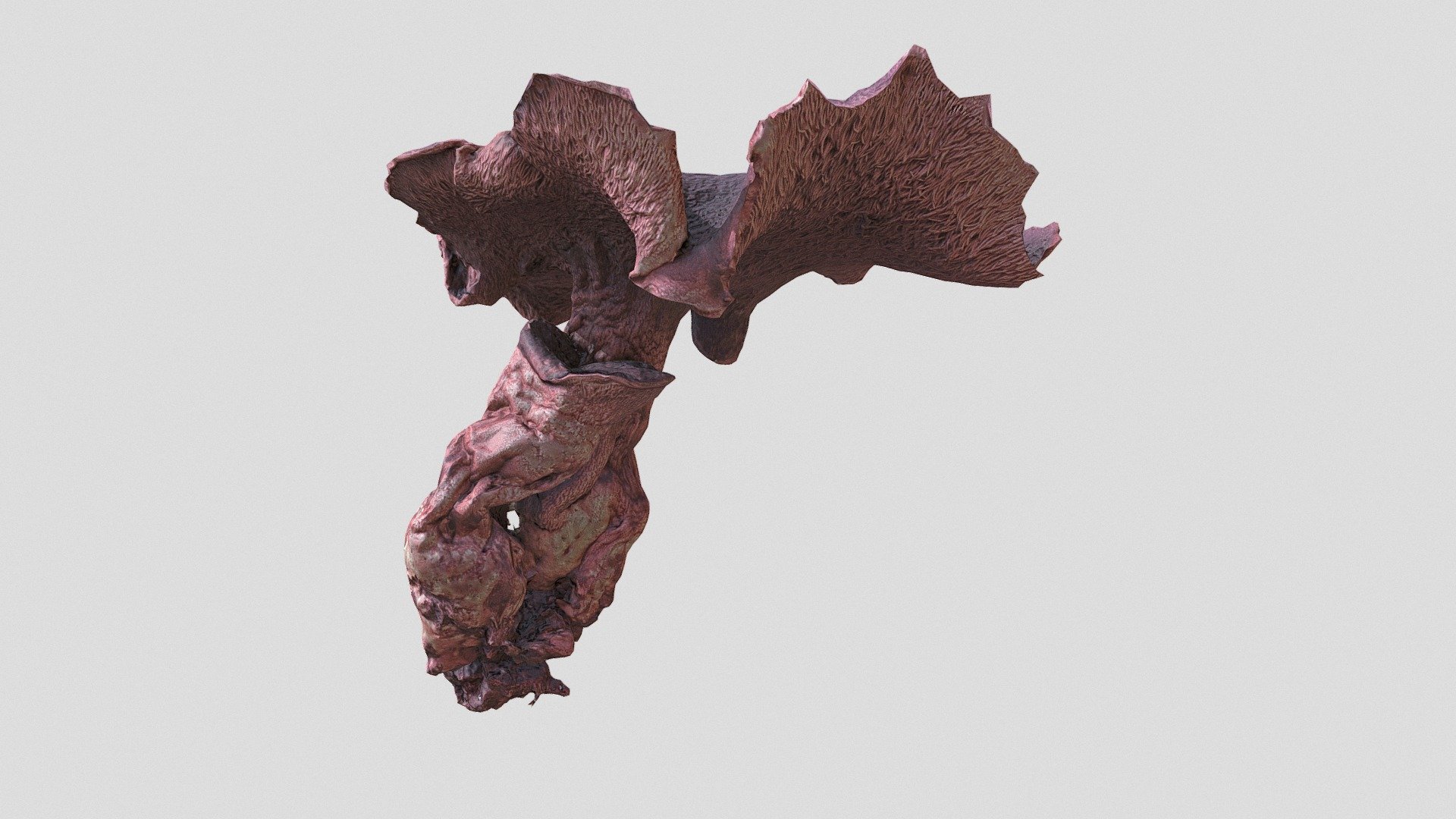 Dried Sarcodon mushroom 3d model