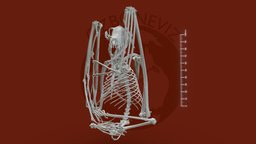 New Guinea naked-backed fruit bat skeleton