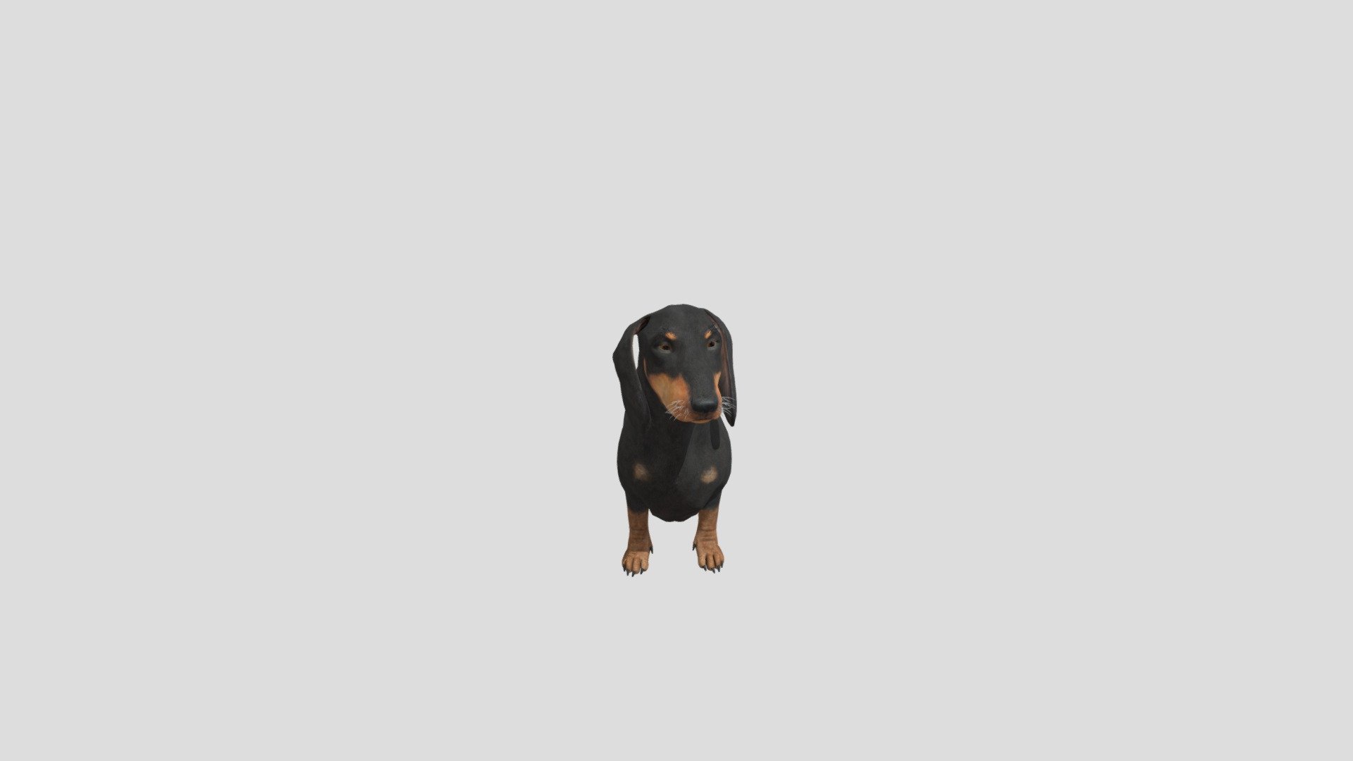 Dog Dachshund 3d model