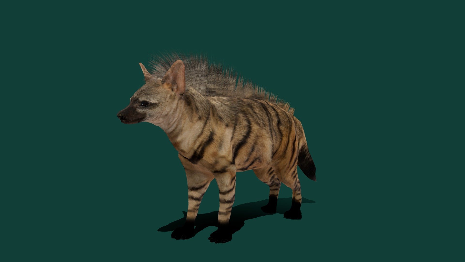 Aardwolf Hyena (Lowpoly) 3d model