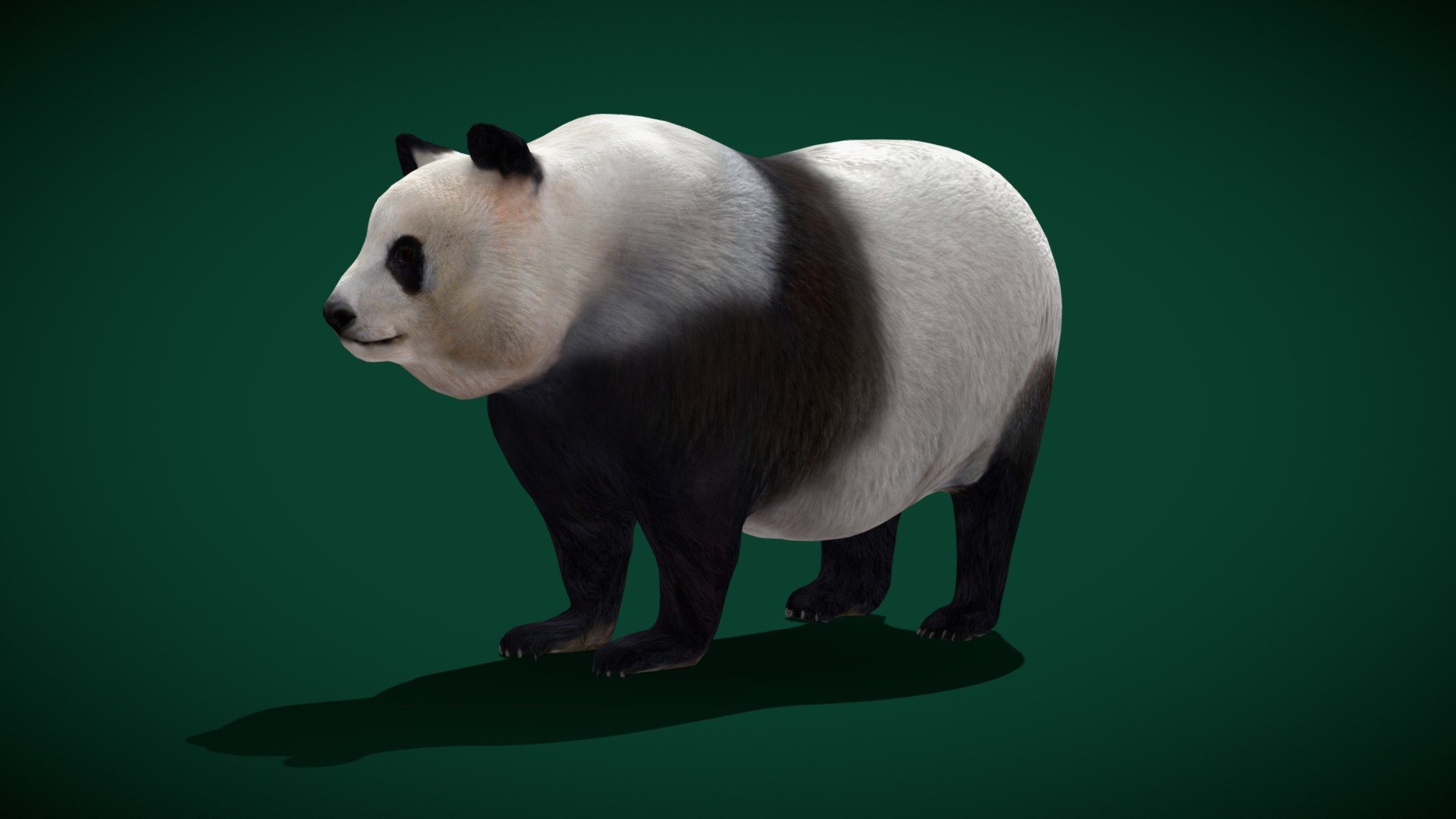 Giant Panda Bear Male (Endangered) 3d model