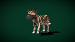 African Wild Dog Cub (LowPoly)