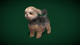 Shih Tzu Dog Breed (Lowpoly)