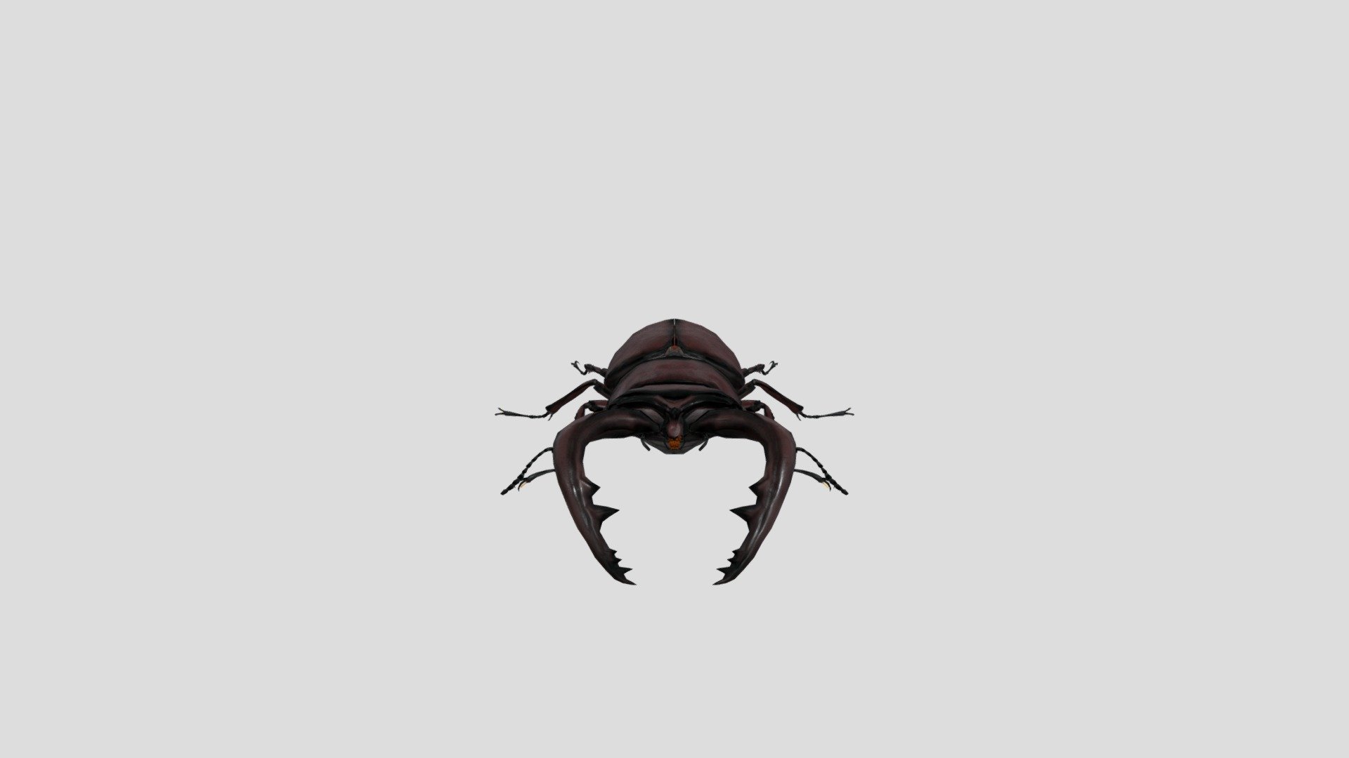 Stag beetle 3d model