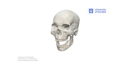 Articular Disc (TMJ)