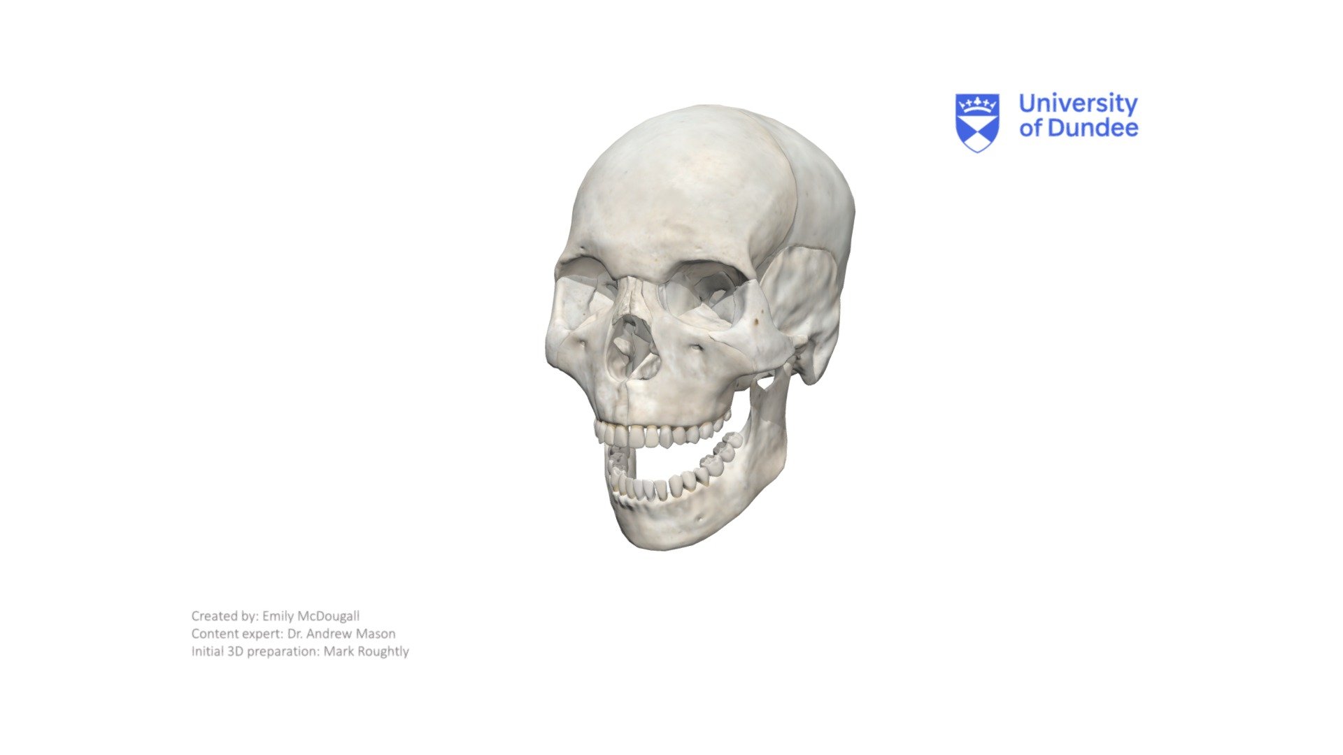 Articular Disc (TMJ) 3d model